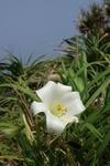 0415lily.jpg