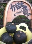 0520pumpkin.jpg
