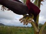 1210banana.jpg