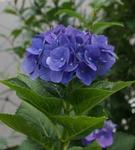 IMGP0421.JPG