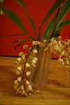 IMGP1197.JPG
