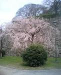 photo桜.jpg